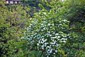 GARDEN OF PAOLO PEJRONE  ITALY: FLOWERING DOGWOOD - CORNUS EDDIES WHITE WONDER