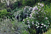 GARDEN OF PAOLO PEJRONE  ITALY: LILACS GROWING ON THE HILLSIDE