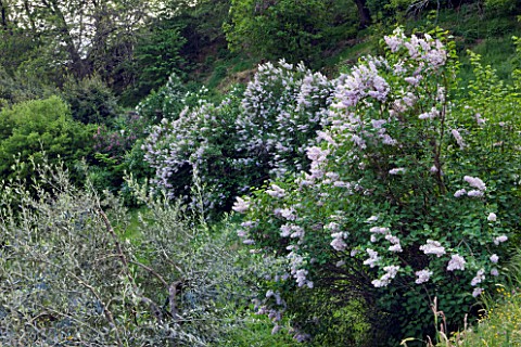 GARDEN_OF_PAOLO_PEJRONE__ITALY_LILACS_GROWING_ON_THE_HILLSIDE