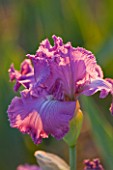 IRIS CAYEUX  FRANCE - IRIS FEATURE ATTRACTION