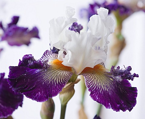 IRIS_CAYEUX__FRANCE__CLOSE_UP_OF_NEW_BEARDED_IRIS_FROUFROUTANT_WITH_SPOON__SEEDLING_0575D_MAY_BE_INT