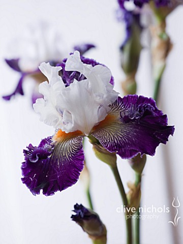 IRIS_CAYEUX__FRANCE__CLOSE_UP_OF_NEW_BEARDED_IRIS_FROUFROUTANT_WITH_SPOON__SEEDLING_0575D_MAY_BE_INT