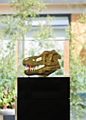 CAKE BOY HOUSE  LONDON: PERSPEX AND GUILDED SKULL  KNOWN AS FRED - ON PLINTH IN LIVING ROOM - FROM THE HALCYON GALLERY