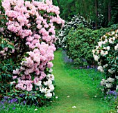 A PATH FLANKED BY RHODODENDRON PINK DIAMOND. RAMSTER GARDEN  SURREY