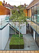 CAKE BOY HOUSE  LONDON: MODERNIST GARDEN WITH SILVER BIRCH TREES AND CLIPPED BOX BASE AT BASEMENT OF HOUSE