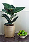 HOUSEPLANT PROJECT - CLARE MATTHEWS - RUBBER PLANT - FICUS ELASTICA IN CONTAINER IN KITCHEN