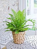HOUSEPLANT PROJECT - CLARE MATTHEWS -  DWARF TREE FERN  SILVER LADY FERN - BLECHNUM GIBBUM IN WICKER CONTAINER ON TABLE IN CONSERVATORY