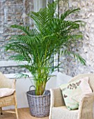 HOUSEPLANT PROJECT - CLARE MATTHEWS - BUTTERFLY PALM - ARECA PALM - CHRYSALIDOCARPUS LUTESCENS IN WICKER CONTAINER IN CONSERVATORY