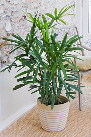 HOUSEPLANT_PROJECT__CLARE_MATTHEWS__LADY_PALM__RHAPSIS_EXCELSA_IN_CONTAINER_IN_CONSERVATORY