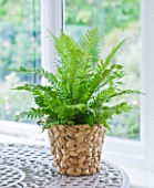 HOUSEPLANT PROJECT - CLARE MATTHEWS -  DWARF TREE FERN  SILVER LADY FERN - BLECHNUM GIBBUM IN WICKER CONTAINER ON TABLE IN CONSERVATORY