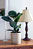 HOUSEPLANT PROJECT - CLARE MATTHEWS - RUBBER PLANT - FICUS ELASTICA IN CONTAINER IN BEDROOM