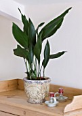 HOUSEPLANT PROJECT - CLARE MATTHEWS - ASPIDISTRA IN CONTAINER IN BEDROOM