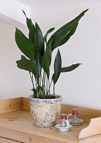 HOUSEPLANT_PROJECT__CLARE_MATTHEWS__ASPIDISTRA_IN_CONTAINER_IN_BEDROOM