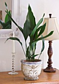 HOUSEPLANT PROJECT - CLARE MATTHEWS - ASPIDISTRA IN CONTAINER IN BEDROOM