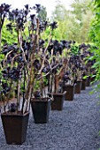 LE JARDIN DALCHIMISTE  PROVENCE  FRANCE: DESAIGNERS ARNAUD MAURIERES AND ERIC OSSART - BLACK GRAVEL PATH AND BLACK CONTAINERS WITH AEONIUM ARBOREUM ZWARTKOP IN THE BLACK SQUARE