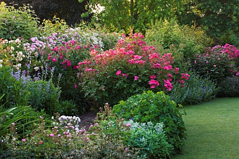ANDRE_EVE_ROSE_NURSERY__FRANCE_ROSES_IN_BORDER_BESIDE_LAWN_GRASS_ROSE__ROSA_BETTY_PRIOR_AND_CELINE_T
