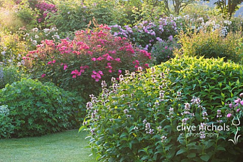 ANDRE_EVE_ROSE_NURSERY__FRANCE_ROSES_IN_BORDER_BESIDE_LAWN_ROSE__ROSA_BETTY_PRIOR_AND_ROSE__ROSA_CEL