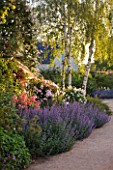 ANDRE EVE ROSE NURSERY  FRANCE: BORDER BY OFFICE WITH NEPETA  ROSA TORCHE ROSE  ROSA FELICIA  BIRCH TREES AND ROSA KATHARINA ZEIMET
