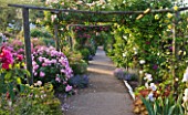 ANDRE EVE ROSE NURSERY  FRANCE: THE MAIN PATH THROUGH THE NURSERY WITH WOODEN PERGOLA AND ROSES. ROSA DENTELLE DE BRUXELLES