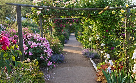 ANDRE_EVE_ROSE_NURSERY__FRANCE_THE_MAIN_PATH_THROUGH_THE_NURSERY_WITH_WOODEN_PERGOLA_AND_ROSES_ROSA_