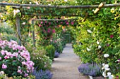ANDRE EVE ROSE NURSERY  FRANCE: THE MAIN PATH THROUGH THE NURSERY WITH WOODEN PERGOLA AND ROSES. ROSA DENTELLE DE BRUXELLES AND ICEBERG