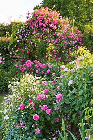 ANDRE_EVE_ROSE_NURSERY__FRANCE_PERGOLA_WITH_ROSA_PINK_CLOUD_AND_IN_FRONT_IS_ROSA_ROVILLE_AND_ROSA_BE