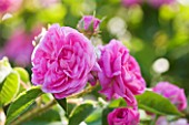 ANDRE EVE ROSE NURSERY  FRANCE: ROSE - CLOSE UP OF THE PINK FLOWERS OF ROSA PRESIDENT DE SEZE