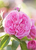 ANDRE EVE ROSE NURSERY  FRANCE: ROSE - CLOSE UP OF THE PINK FLOWER OF ROSA LA VILLE DE BRUXELLES