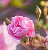 ANDRE EVE ROSE NURSERY  FRANCE: ROSE - CLOSE UP OF THE PINK FLOWER OF ROSA ORNAMENT DES BOSQUETS