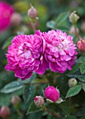 ANDRE EVE ROSE NURSERY  FRANCE: FLOWERS OF ROSE - ROSA JOHN LINCONNU