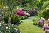 ANDRE EVE ROSE NURSERY  FRANCE; BORDER WITH ROSES BESIDE GRASS PATH: ROSES NUR MAHAL  WHITE DAVID AUSTIN ROSE MARIE PAVIE AND MAGNA CHARTA