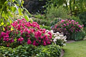 ANDRE EVE ROSE NURSERY  FRANCE; BORDER WITH ROSES BESIDE GRASS PATH: ROSES NUR MAHAL  WHITE DAVID AUSTIN ROSE MARIE PAVIE AND MAGNA CHARTA