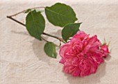 ANDRE EVE ROSE NURSERY  FRANCE: STILL LIFE CLOSE UP OF FLOWER OF  ROSE - ROSA ARCHIDUC JOSEPH
