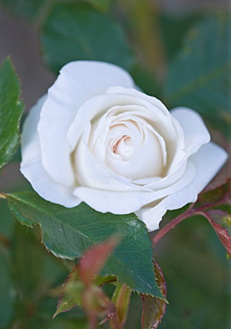 ANDRE_EVE_ROSE_NURSERY__FRANCE_CLOSE_UP_OF_THE_WHITE_ROSE__ROSA_MME_ALFRED_CARRIERE__DAVID_AUSTIN_RO