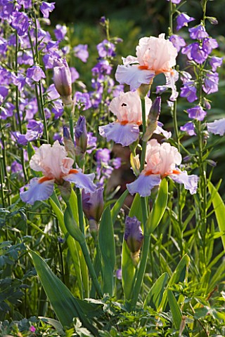 ANDRE_EVE_GARDEN__FRANCE__CAYEUX_IRIS_FRENCH_CANCAN_AND_CAMPANULA_PERSICIFOLIA