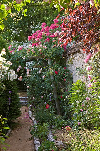 ANDRE_EVE_GARDEN__FRANCE__ROSA_LEANDER_ON_RIGHT_WITH_PERGOLA_AND_PATH_LINED_WITH_BIRCH