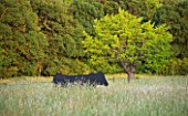 LES CONFINES  PROVENCE  FRANCE - DESIGNER: DOMINIQUE LAFOURCADE: CUT OUTS OF BULLS IN SHEET METAL IN THE WILDFLOWER MEADOW