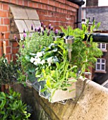 THE BALCONY GARDENER - ISABELLE PALMER - WINDOW BOX PLANTED WITH LAVENDER