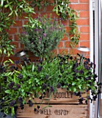 THE BALCONY GARDENER - ISABELLE PALMER - WOODEN CONTAINER ON THE BALCONY PLANTED WITH VIOLA BOWLES BLACK AND FRENCH LAVENDER