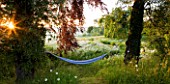 ASTHALL MANOR  OXFORDSHIRE: PERENNIAL WILDFLOWER MEADOW AT DAWN WITH OXE-EYE DAISIES AND HAMMOCK