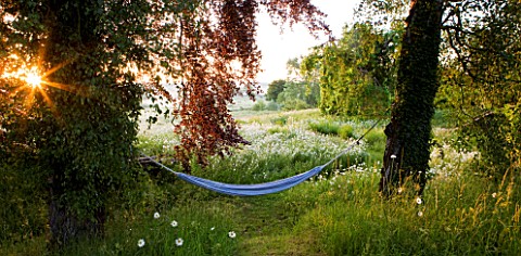 ASTHALL_MANOR__OXFORDSHIRE_PERENNIAL_WILDFLOWER_MEADOW_AT_DAWN_WITH_OXEEYE_DAISIES_AND_HAMMOCK