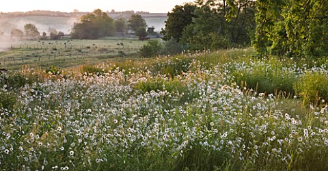 ASTHALL_MANOR__OXFORDSHIRE_PERENNIAL_WILDFLOWER_MEADOW_AT_DAWN_WITH_OXEEYE_DAISIES