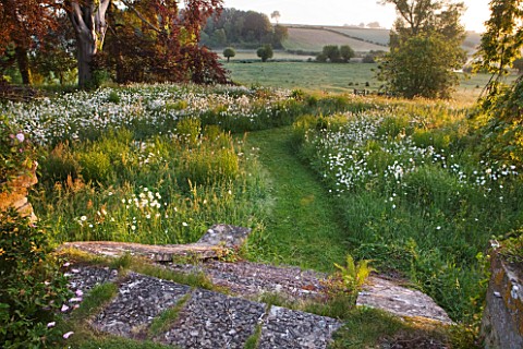 ASTHALL_MANOR__OXFORDSHIRE_STEPS_AND_A_PATH_THROUGH_THE_PERENNIAL_WILDFLOWER_MEADOW_AT_DAWN_WITH_OXE