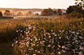 ASTHALL MANOR  OXFORDSHIRE: PERENNIAL WILDFLOWER MEADOW AT DAWN WITH OXE-EYE DAISIES