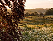 ASTHALL MANOR  OXFORDSHIRE: THE PERENNIAL WILDFLOWER MEADOW AT DAWN  WITH OXE - EYE DAISIES