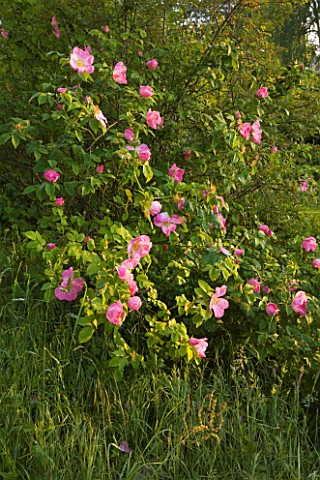 ASTHALL_MANOR__OXFORDSHIRE_ROSES_BESIDE_THE_LAWN