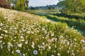 ASTHALL MANOR  OXFORDSHIRE: THE PERENNIAL WILDFLOWER MEADOW WITH OXE - EYE DAISIES