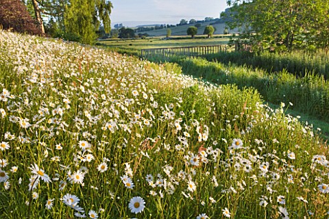 ASTHALL_MANOR__OXFORDSHIRE_THE_PERENNIAL_WILDFLOWER_MEADOW_WITH_OXE__EYE_DAISIES