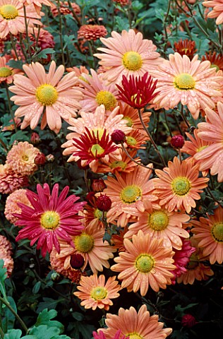 CHRYSANTHEMUMS_AT_THE_DOROTHY_CLIVE_GARDEN__STAFFORDSHIRE