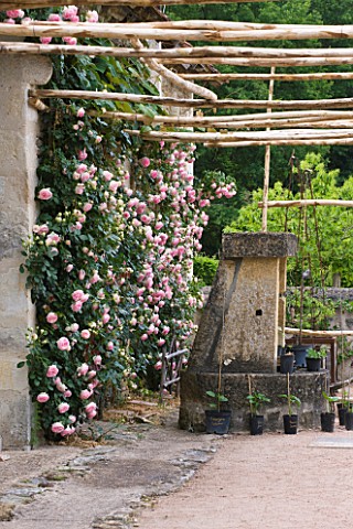 PRIEURE_NOTREDAME_DORSAN__FRANCE_ROSE_PIERRE_DE_RONSARD_GROWING_UP_THE_PRIORY_WALL